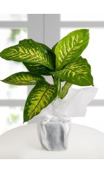Tropic Snow Canlı Saksı Bitkisi